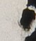 http://hng.chise.org/images/iiif/zinbun/takuhon/kaisei/H1002.tif/2044,5854,51,58/full/0/default.jpg