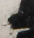 http://hng.chise.org/images/iiif/zinbun/takuhon/kaisei/H1002.tif/2075,3066,68,76/full/0/default.jpg