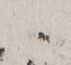 http://hng.chise.org/images/iiif/zinbun/takuhon/kaisei/H1002.tif/2142,1019,71,65/full/0/default.jpg