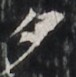 http://hng.chise.org/images/iiif/zinbun/takuhon/kaisei/H1002.tif/2859,6936,76,77/full/0/default.jpg