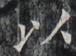 http://hng.chise.org/images/iiif/zinbun/takuhon/kaisei/H1002.tif/3083,4831,107,80/full/0/default.jpg