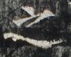 http://hng.chise.org/images/iiif/zinbun/takuhon/kaisei/H1002.tif/3221,3594,101,81/full/0/default.jpg