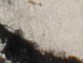 http://hng.chise.org/images/iiif/zinbun/takuhon/kaisei/H1002.tif/3805,675,83,63/full/0/default.jpg