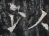 http://hng.chise.org/images/iiif/zinbun/takuhon/kaisei/H1002.tif/4293,7033,97,71/full/0/default.jpg
