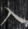 http://hng.chise.org/images/iiif/zinbun/takuhon/kaisei/H1002.tif/4904,2476,92,96/full/0/default.jpg