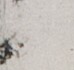 http://hng.chise.org/images/iiif/zinbun/takuhon/kaisei/H1002.tif/5537,5483,74,70/full/0/default.jpg